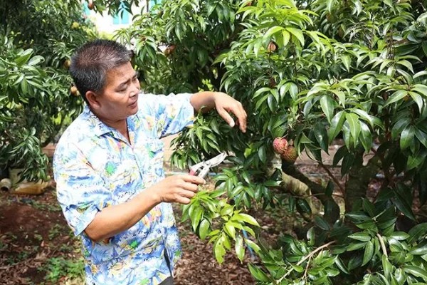 荔枝怎么施肥，喷施尿素或磷酸二氢钾可减少落果