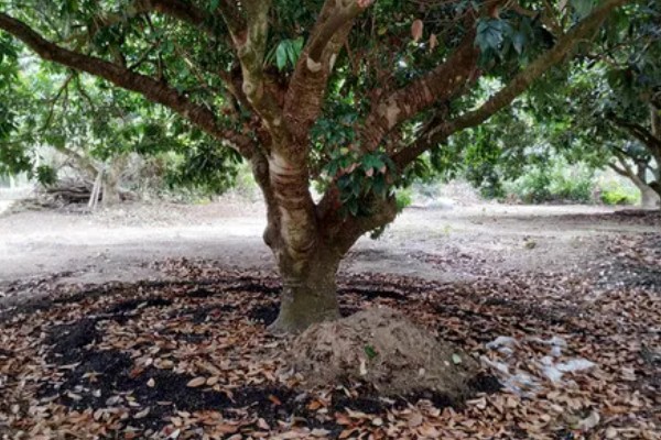 荔枝怎么施肥，喷施尿素或磷酸二氢钾可减少落果