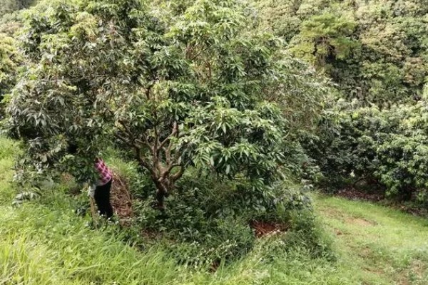 荔枝怎么施肥，喷施尿素或磷酸二氢钾可减少落果