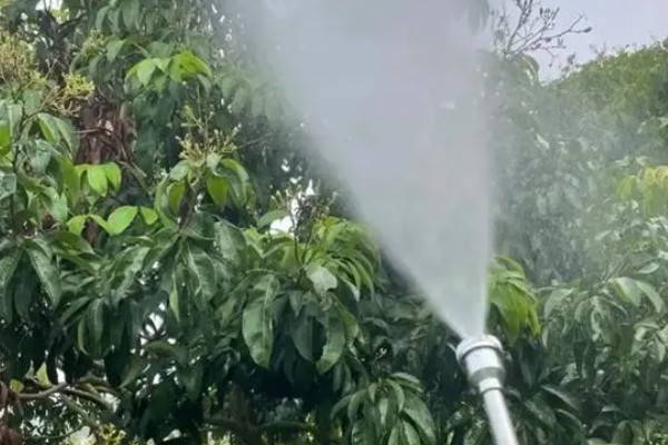 荔枝怎么施肥，喷施尿素或磷酸二氢钾可减少落果