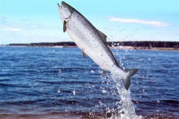 大西洋鲑鱼是不是三文鱼,二者是同一种鱼