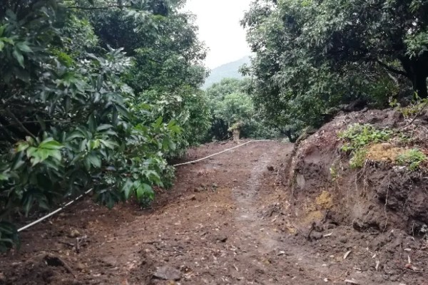 荔枝怎么施肥，喷施尿素或磷酸二氢钾可减少落果