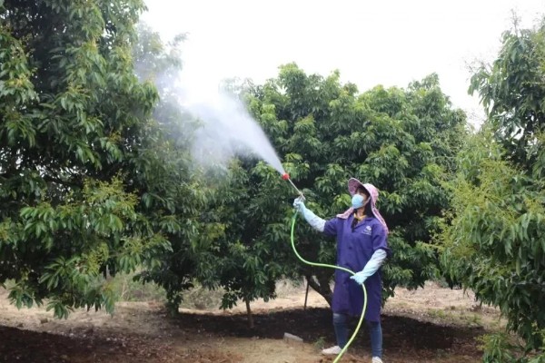 荔枝怎么施肥，喷施尿素或磷酸二氢钾可减少落果