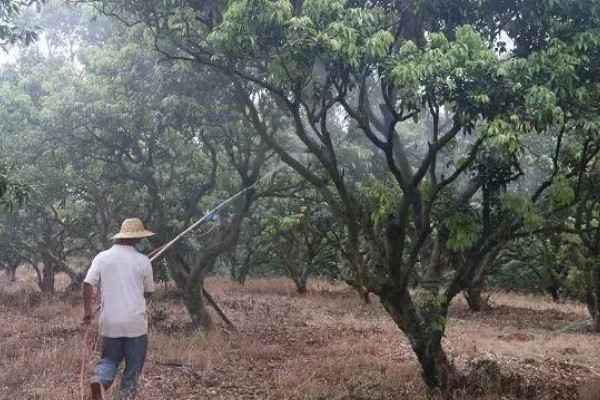 荔枝怎么施肥，喷施尿素或磷酸二氢钾可减少落果