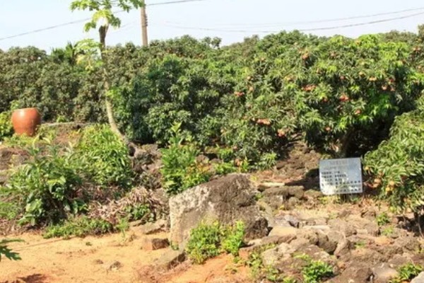 荔枝怎么施肥，喷施尿素或磷酸二氢钾可减少落果