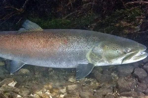 大西洋鲑鱼是不是三文鱼,二者是同一种鱼