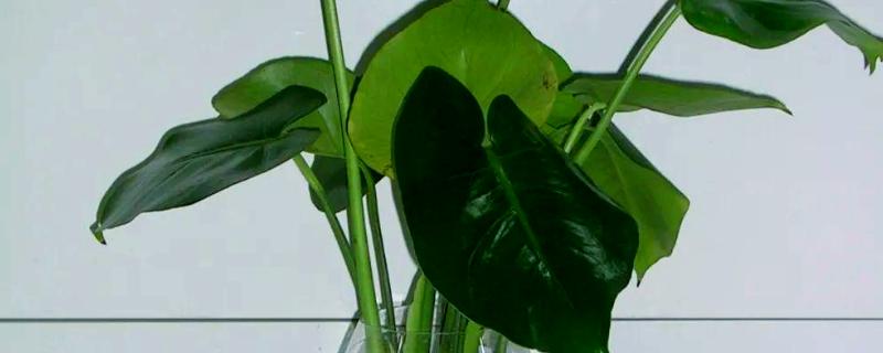 龟背竹气根水培会不会发芽，是可以发芽的