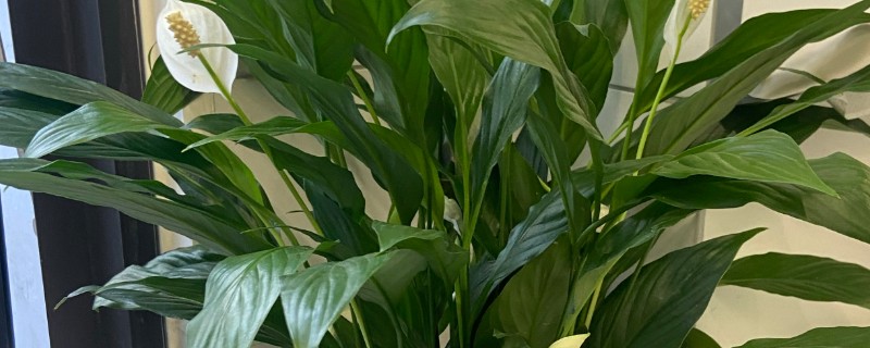 一帆风顺有没有毒，汁液内含有生物碱