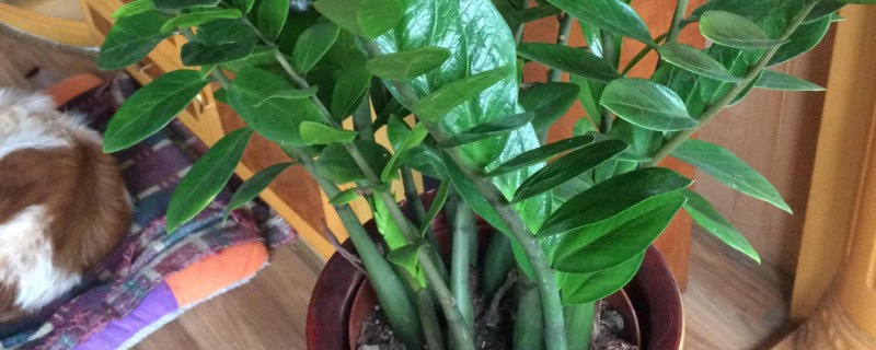 金钱树怎么繁殖,以扦插、分株、播种为主