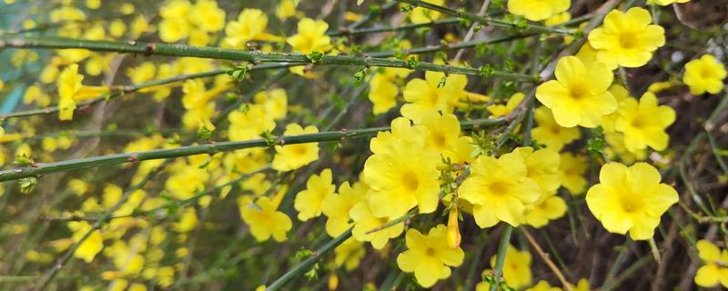 迎春花的颜色，花朵呈金黄色
