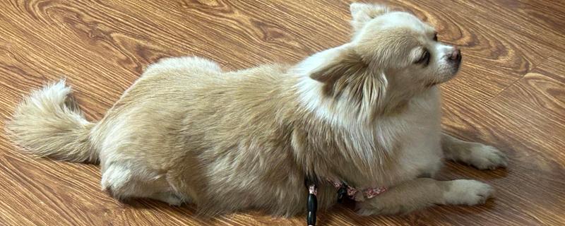 狗狗大便带血有粘液的原因，可能是得了狗球虫病