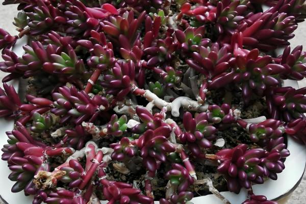 多肉紫米爆盆方式，喜欢温暖偏干燥的环境