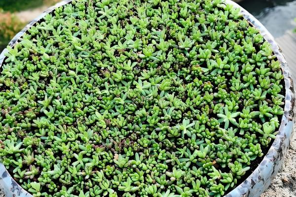 多肉紫米爆盆方式，喜欢温暖偏干燥的环境