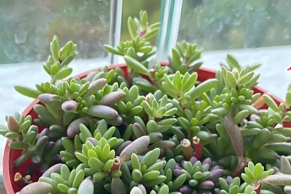 多肉紫米爆盆方式，喜欢温暖偏干燥的环境
