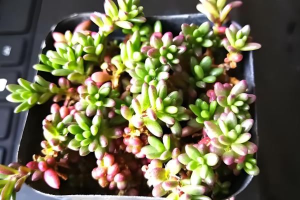 多肉紫米爆盆方式，喜欢温暖偏干燥的环境