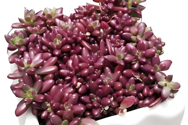 多肉紫米爆盆方式，喜欢温暖偏干燥的环境