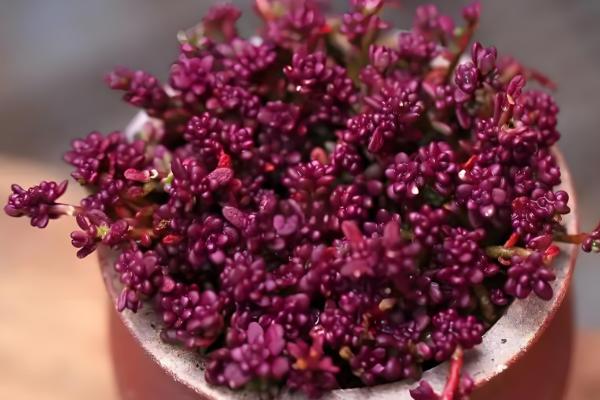 多肉紫米爆盆方式，喜欢温暖偏干燥的环境