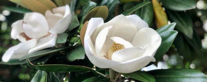 广玉兰是不是落叶植物，属于常绿大乔木