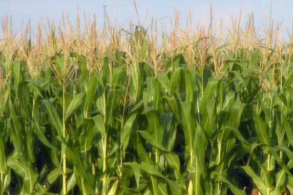 Z658GX玉米品种简介，注意防治大斑病和穗腐病