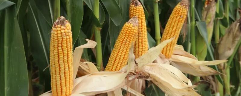Z658GX玉米品种简介，注意防治大斑病和穗腐病