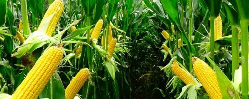 中科玉505DB玉米种子简介，亚洲玉米螟一般不需防治