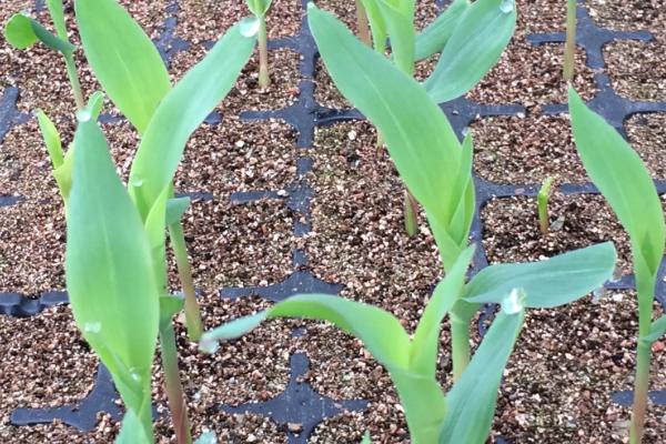 爱农1号玉米种子介绍，亩植密度2800株/亩左右