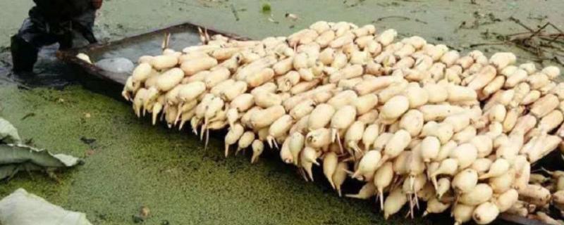 鄂莲10号藕苗的品种介绍，属早熟莲藕品种