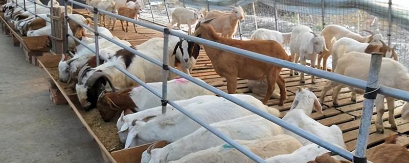 养羊大棚如何建设，需要使用枝条制作棚顶