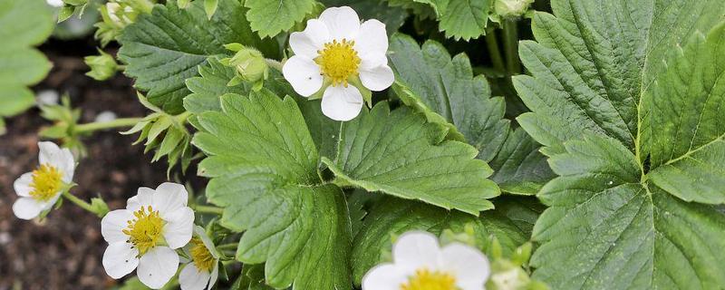 草莓开花期的注意事项,花期阶段需补充肥料