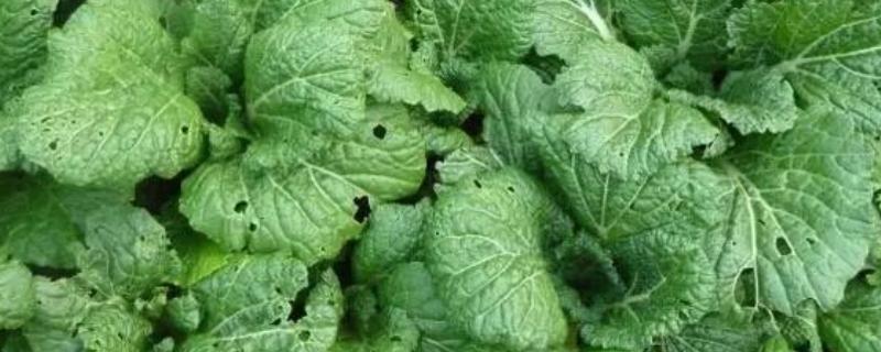 虫眼越多的菜更安全吗，与是否打过农药没有关系