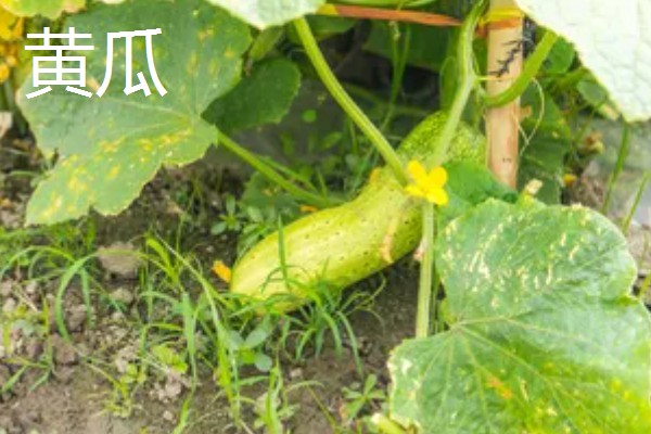 8月下旬可以种什么菜，推荐黄瓜、萝卜、大白菜等