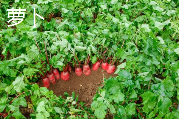 8月下旬可以种什么菜，推荐黄瓜、萝卜、大白菜等