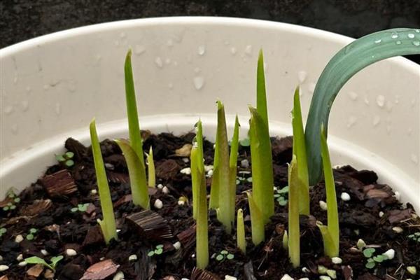 马蹄莲的种植方法,适宜的种植温度为18-24℃