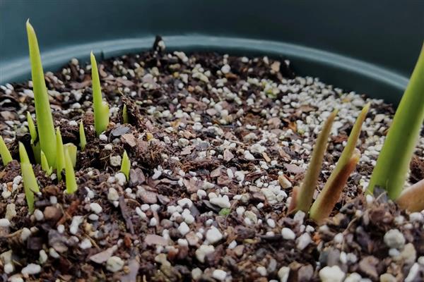 马蹄莲的种植方法,适宜的种植温度为18-24℃