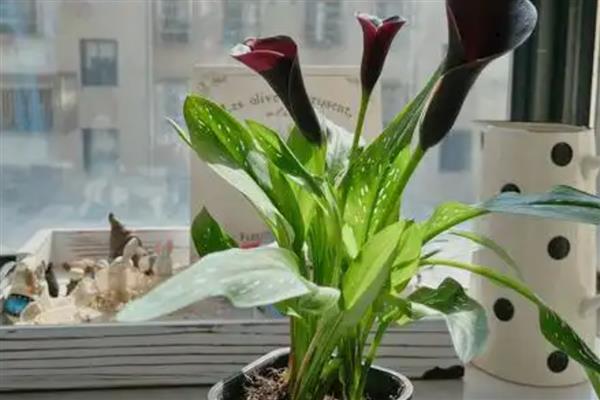 马蹄莲的种植方法,适宜的种植温度为18-24℃