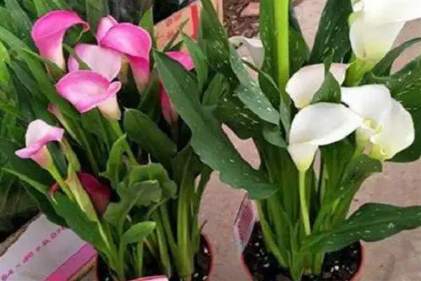 马蹄莲的种植方法,适宜的种植温度为18-24℃