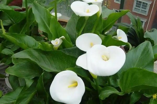 马蹄莲的种植方法,适宜的种植温度为18-24℃