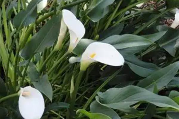 马蹄莲的种植方法,适宜的种植温度为18-24℃