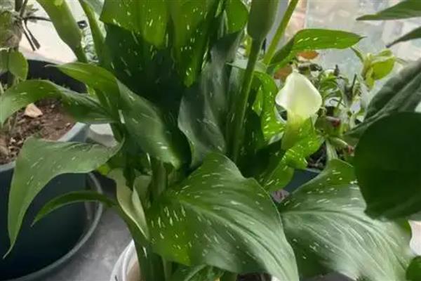 马蹄莲的种植方法,适宜的种植温度为18-24℃