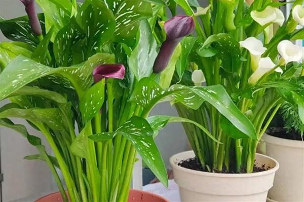 马蹄莲的种植方法,适宜的种植温度为18-24℃