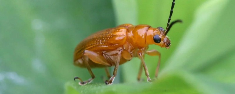 萤火虫为害黄瓜哪个部位，主要为害瓜叶和花瓣