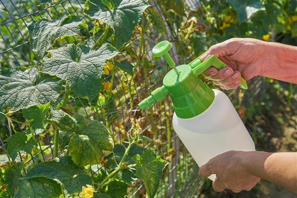 加收米可以防治什么病害，可有效防治番茄叶霉病等