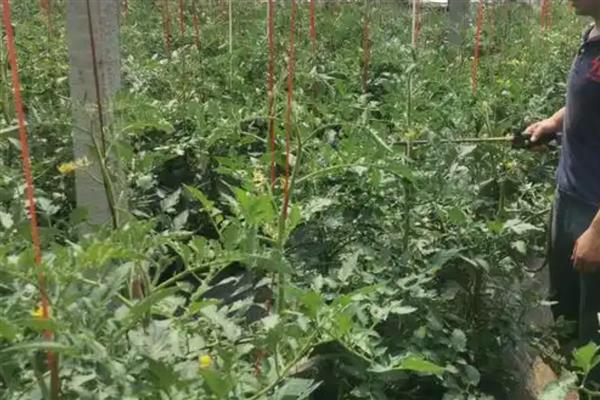 加收米可以防治什么病害，可有效防治番茄叶霉病等
