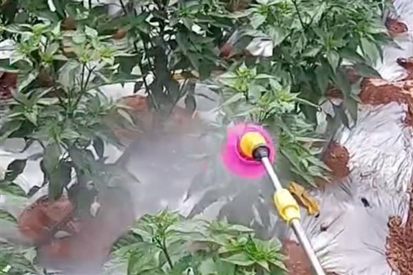 加收米可以防治什么病害，可有效防治番茄叶霉病等