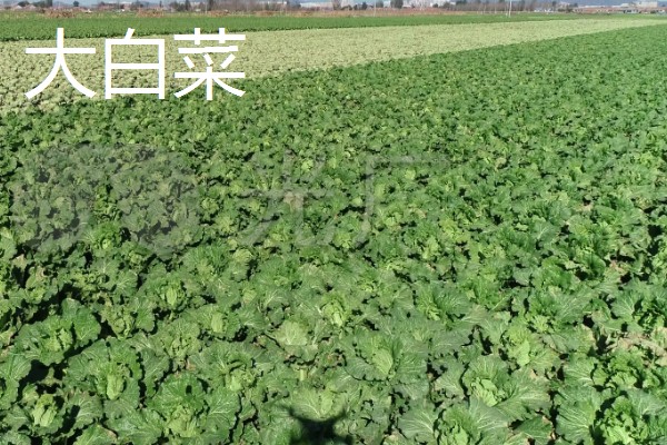 8月下旬可以种什么菜，推荐黄瓜、萝卜、大白菜等