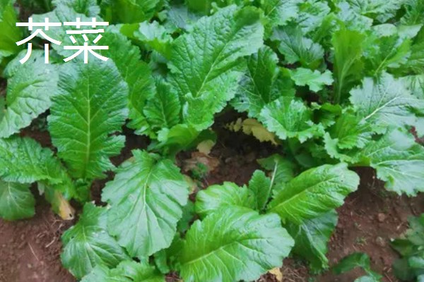 8月下旬可以种什么菜，推荐黄瓜、萝卜、大白菜等