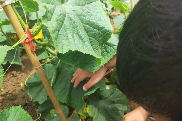 8月下旬可以种什么菜，推荐黄瓜、萝卜、大白菜等