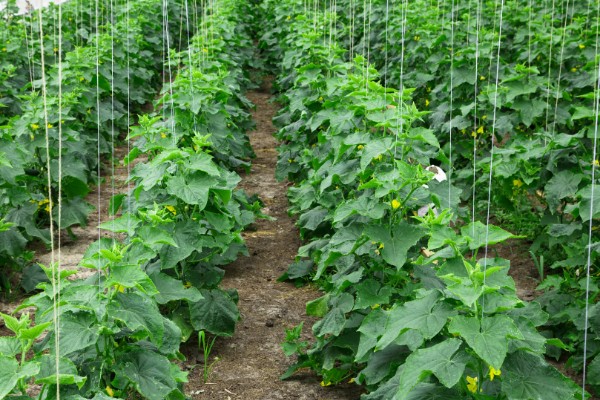 8月下旬可以种什么菜，推荐黄瓜、萝卜、大白菜等