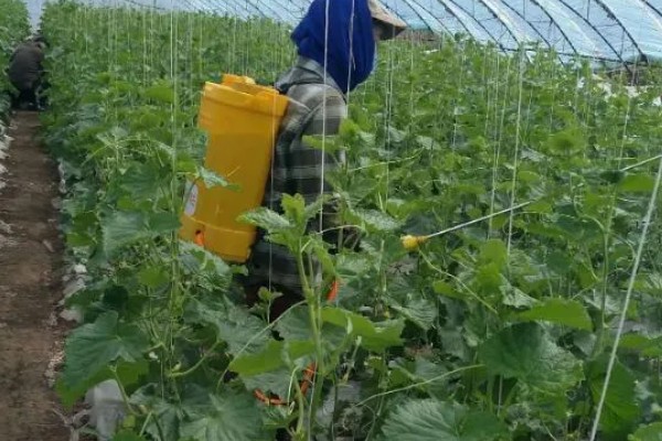 8月下旬可以种什么菜，推荐黄瓜、萝卜、大白菜等