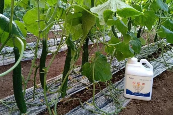 8月下旬可以种什么菜，推荐黄瓜、萝卜、大白菜等